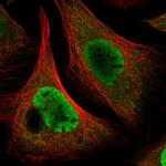 p23 Polyclonal Antibody