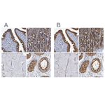 p23 Antibody in Immunohistochemistry (Paraffin) (IHC (P))