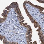 p23 Antibody in Immunohistochemistry (Paraffin) (IHC (P))