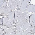 p23 Antibody in Immunohistochemistry (Paraffin) (IHC (P))