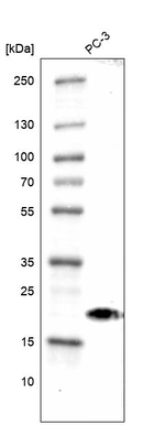 p23 Antibody in Western Blot (WB)