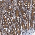 p23 Antibody in Immunohistochemistry (Paraffin) (IHC (P))
