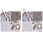 p23 Antibody in Immunohistochemistry (Paraffin) (IHC (P))