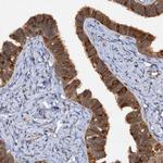 p23 Antibody in Immunohistochemistry (Paraffin) (IHC (P))