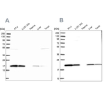 p23 Antibody in Western Blot (WB)