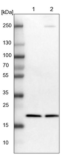 p23 Antibody in Western Blot (WB)