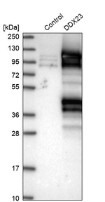 DDX23 Antibody in Western Blot (WB)