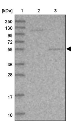 SRPX2 Antibody in Western Blot (WB)