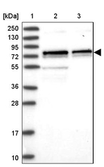 Cdc25B Antibody in Western Blot (WB)