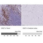 CD27 Antibody