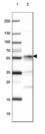 CD27 Antibody in Western Blot (WB)