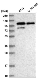 DDX23 Antibody in Western Blot (WB)