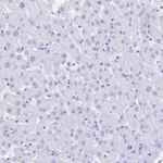 CD7 Antibody in Immunohistochemistry (Paraffin) (IHC (P))