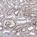 RISC Polyclonal Antibody