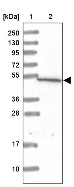 RISC Antibody in Western Blot (WB)