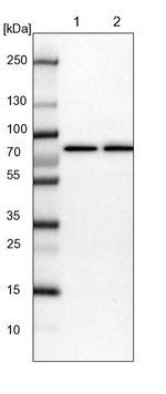 RISC Antibody in Western Blot (WB)