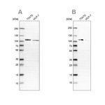 OSBP Antibody in Western Blot (WB)