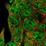 HEF1 Polyclonal Antibody