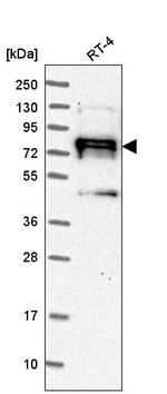 HEF1 Antibody in Western Blot (WB)