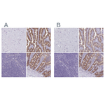 PLCB3 Antibody in Immunohistochemistry (Paraffin) (IHC (P))