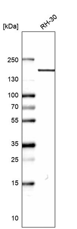 PLCB3 Antibody in Western Blot (WB)