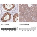 STIP1 Antibody