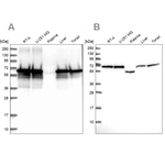 STIP1 Antibody in Western Blot (WB)