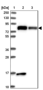 DNM1L Antibody in Western Blot (WB)