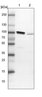 APC5 Antibody in Western Blot (WB)