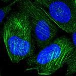 P2X4 Polyclonal Antibody