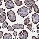 P2X4 Antibody in Immunohistochemistry (Paraffin) (IHC (P))