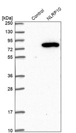NALP10 Antibody in Western Blot (WB)