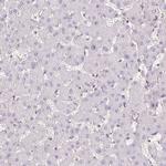 BLMH Antibody in Immunohistochemistry (Paraffin) (IHC (P))