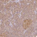 BLMH Antibody in Immunohistochemistry (Paraffin) (IHC (P))