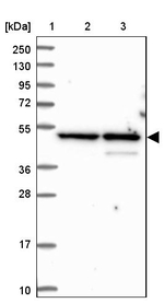 BLMH Antibody in Western Blot (WB)