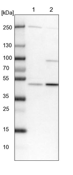 BLMH Antibody in Western Blot (WB)