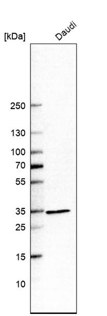 HADH Antibody in Western Blot (WB)