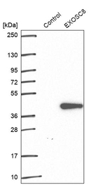 EXOSC8 Antibody in Western Blot (WB)