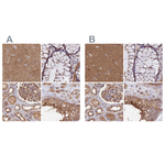 Dynactin 2 Antibody in Immunohistochemistry (Paraffin) (IHC (P))