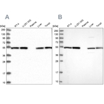 Dynactin 2 Antibody in Western Blot (WB)