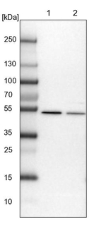 Dynactin 2 Antibody in Western Blot (WB)
