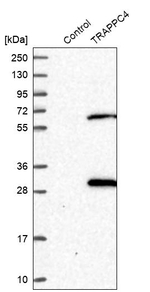 TRAPPC4 Antibody in Western Blot (WB)