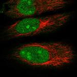 DDX55 Polyclonal Antibody