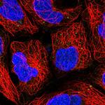 PUSL1 Polyclonal Antibody