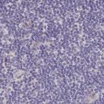 TXNDC6 Antibody in Immunohistochemistry (Paraffin) (IHC (P))