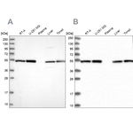 Dynactin 2 Antibody in Western Blot (WB)