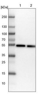 Dynactin 2 Antibody in Western Blot (WB)