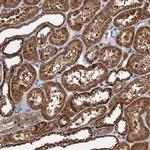 NALP10 Polyclonal Antibody