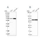 PES1 Antibody in Western Blot (WB)
