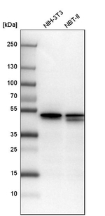 YBX1 Antibody in Western Blot (WB)